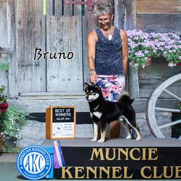 Bruno - Shiba Inu