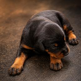 Boy 8 - Black and rust male Doberman Pinscher puppy in Columbia, Maryland from Storm Cloud Doberman