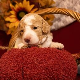 Loretta Lynn - Parti female Poodle puppy in Ten Mile, Tennessee from Bella's Beauties Moyen Poodles