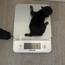 Boy - Black and tan male Yorkshire Terrier puppy in Chicago, Illinois from Chicago Yorkies