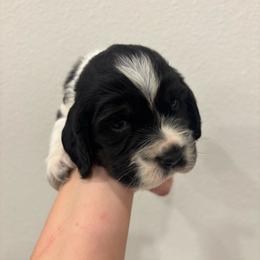 Yellow - Black white and tan female English Springer Spaniel puppy in Lincoln, Texas from LeeCo. Springers