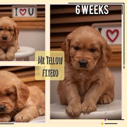 Fiyero - Dark golden male Golden Retriever puppy in Driggs, Idaho from SK Golden Retrievers
