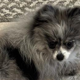 Pomeranians from Trammells Pomerianians