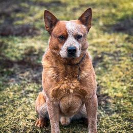 Pants - Australian Cattle Dog