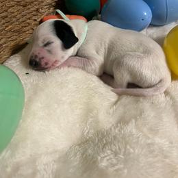 Girl 4 - White and black female Dalmatian puppy in Claremore, Oklahoma from Lotsofdots Dalmatians
