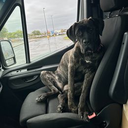 Cane Corso All Grown Up from Mass Cane Corso