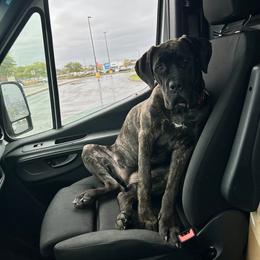 Cane Corso All Grown Up from Mass Cane Corso