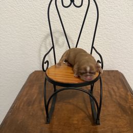 Shih Tzu Puppies from Rustic_Charm_by_Andye