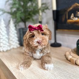 Apple - Caramel red female Australian Labradoodle puppy in Palmdale, California from Doodles_Ko