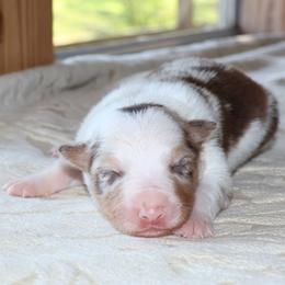 (ABCA) Dash - White and red merle female Border Collie puppy in Bronson, Florida from Sandhill Ranch Border Collies