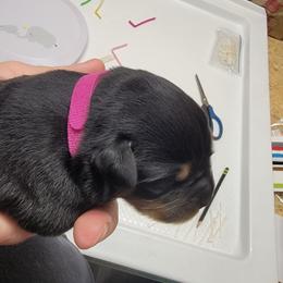 Harley (Hot Pink Collar) - Black and mahogany female Rottweiler puppy in York, South Carolina from CenturionOne LLC