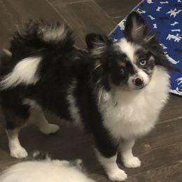 Ren - Pomeranian