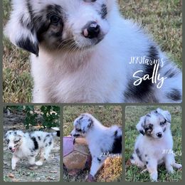 Storm, BMF - Blue merle female Australian Shepherd puppy in Huntington, Texas from JKKJ Farms