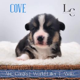 Cove - Black and tan male Pembroke Welsh Corgi puppy in Pine Village, Indiana from NL Horsemanship