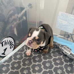 Thing 1 - Blue tri-color male Bulldog puppy in Alexandria, Virginia from Stacey D’s Bulldogs