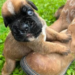 Boxer Puppies from Von Royal Dell’Infinite