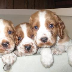 Welsh Springer Spaniel Puppies from Fireside Welsh Springer Spaniels