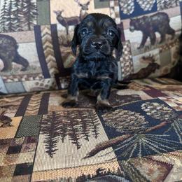 Twin A - Black and tan female Dachshund puppy in Quemado, New Mexico from TNT Dachshunds