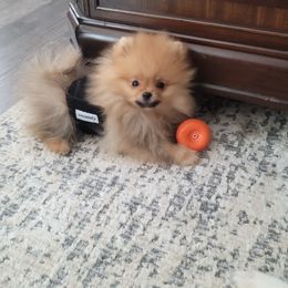 Pomeranian Puppies from Gypsy Poms