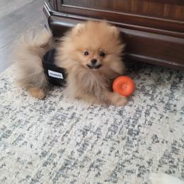 Pomeranian Puppies from Gypsy Poms