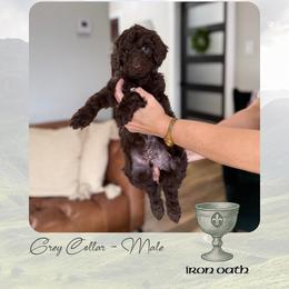 Iron Oath - Chocolate male Goldendoodle puppy in Garland, Texas from Twilight Doodles