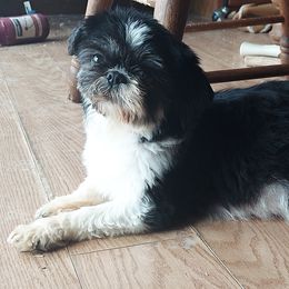 Mercedes - Shih Tzu
