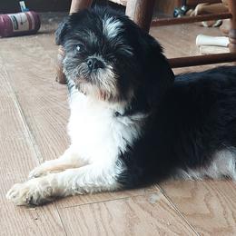 Mercedes - Shih Tzu