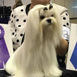 Lexi - Maltese