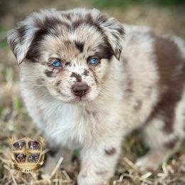 Ghost - Red merle male Australian Shepherd puppy in El Dorado Springs, Missouri from HP Aussie Kennels