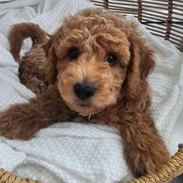 Green - Apricot male Goldendoodle puppy in Wildwood, Florida from We R Mini Doodles