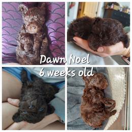 Poodle Puppies from Caboodles Of Poodles
