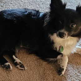 Sabel - Miniature Australian Shepherd