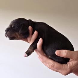 Orange Collar - Black female Australian Labradoodle puppy in Decatur, Alabama from Southern Meadows Doodles