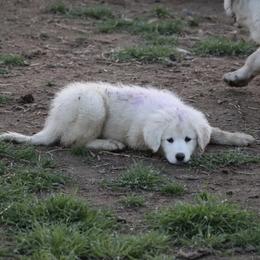 Ele - Maremma Sheepdog puppy in Kings County, California from Prancing Pony Farm Maremma Sheepdogs