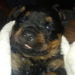 Rottweiler Puppies from Gregory Mulkey's Rottweilers