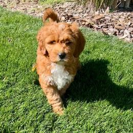 Aspen's White Female - Apricot female Goldendoodle puppy in Great Falls, Montana from Montana Goldendoodles