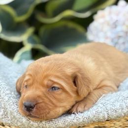 Glory - Yellow female Labrador Retriever puppy in Puyallup, Washington from 12 Door Farm Labradors