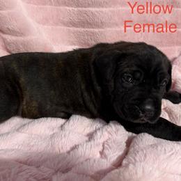 Yellow Collar - Black brindle female Cane Corso puppy in Paris, Texas from Knucklehead Cane Corso