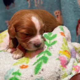 Major - Red male Cavapoo puppy in Manlapan, New Jersey from Alyssa Xxweetdoodles