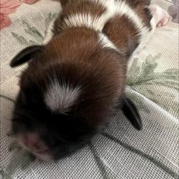 Tabitha - Gold and white female Shih Tzu puppy in Hemet, California from Aloha Shih Tzu