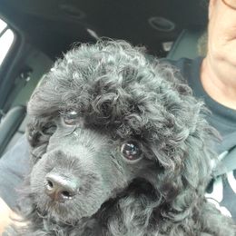 Poodle Puppies from Joanies Poodles