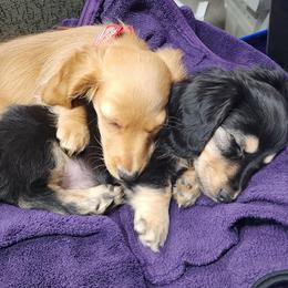 Dachshund Puppies from Davinner's Doxies