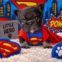 Loki - Your Little Sidekick - Tricolors male French Bulldog puppy in Porter, Texas from Whatabulldog