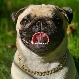 Pugs from Pawsome Pug Companions