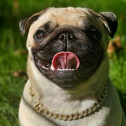 Pugs from Pawsome Pug Companions