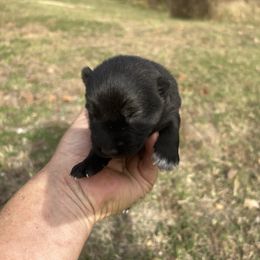 Boy 2 - Sable male German Shepherd puppy in Milan, Illinois from Stonewick German Shepherds