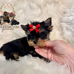 Tiny Ariel - Black and gold female Yorkshire Terrier puppy in Bloomingdale, Georgia from Harrington Yorkies