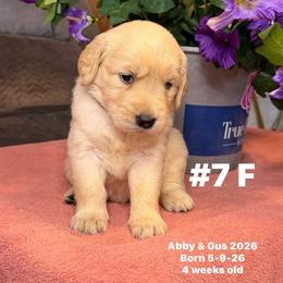 Orange Collar - Golden female Golden Retriever puppy in Piedmont, Oklahoma from Sabrina's Golden Retrievers
