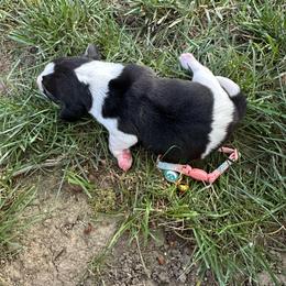 Moon - Black white and tan female Beagle puppy in Sacramento, California from Alton Beagles