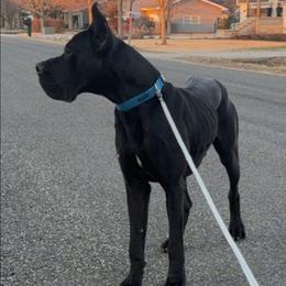 Grym - Great Dane